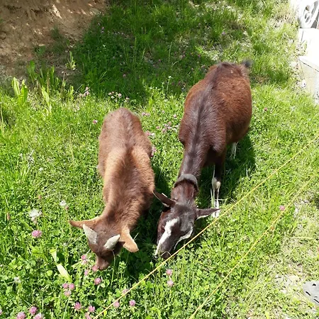 Haus Sonnberg 3* Mellau